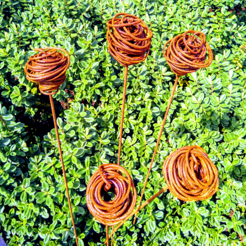 Seed head